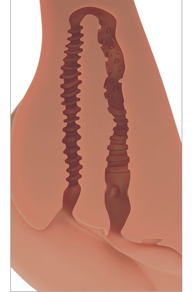 Pipedream PDX Plus Female 360 Banger Tan - Seksa lelle 6